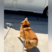 おじいちゃんおばあちゃんに再会した犬→車を見つけた瞬間…待ちきれなくて見せた『可愛すぎる行動』が59万再生「おしり最高」「大好き伝わる」