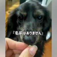 『名前はありません』と言われて引き取った"悪臭を放つ犬"…過去からは想像がつかない『現在までの軌跡』に反響「泣けてきた…」と感動の声