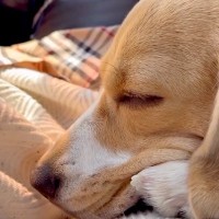 『犬を飼うことに大反対』していた母→今となっては…当時では考えられない『まさかの末路』に「可愛さにやられたか」「まさに沼ｗ」と反響