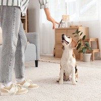 犬に絶対やってはいけない『待て』の仕方4選　愛犬に苦痛を与えるタブー行為とは？