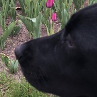 散歩中、おじさんに『ジョン！おいで！』と言われた大型犬…嘘のような『まさかの真実』に爆笑「違和感ないの？ｗ」「可愛い」と2万いいね