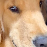 『ちょっと口の中、見せてくれる？』大型犬に声を掛けた結果→『まさかの態度』に爆笑「悪い顔選手権優勝ｗ」「現行犯逮捕で草」と61万再生