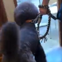 『輸血ドナー』のために病院へ向かう大型犬→嫌がるかと思ったら…まさかの『勇ましい足取り』が16万再生「元気もらった」「涙出た」と称賛