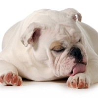 犬の膿皮症とは？種類や原因・症状の違い、治療法について獣医が解説