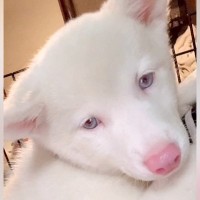 真っ白でふわふわな『アルビノの保護子犬』を飼った結果…まるでもののけ姫のような『ビフォーアフター』が34万再生「ギャップたまらんｗ」の声