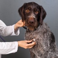 犬の心臓病について知っておくべきこと｜種類や主な症状、対処法を獣医がわかりやすく解説