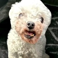 『濡れた新聞紙の上だけが世界のすべてだった』劣悪な環境から小さな犬を保護…涙腺崩壊する物語と『現在の光景』が16万再生「泣いちゃった」と感動