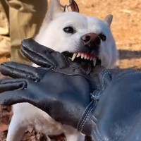 『本気噛み』がひどく家族を病院送りにした犬→叱らずトレーニングした結果…信じられない『別犬のような表情』が344万再生「深い愛情感じる」