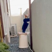 約５年間『同じ場所で待ち伏せをする犬』→忘れられない思い出と『待ち続ける理由』に感動「会えるといいな」「毎日偉いね」と32万再生