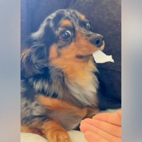 ティッシュを奪われたくなくてブチギレる犬→『オテ』をさせてみた結果…まさかの反応が20万再生「あるあるｗ」「お利口さんすぎ」と反響