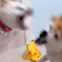 おやつが入ったおもちゃを『うまく使える犬』と『使えない犬』…突然始まった『想定外の展開』が20万再生「いきなりｗ」「激しすぎて草」と爆笑