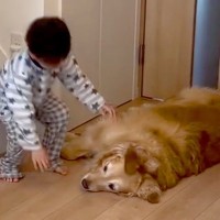 朝、起きてきた男の子→真っすぐ大型犬のもとに向かい…『最高すぎる二度寝ルーティン』が542万再生「反則級の可愛さ」「腕枕たまらん」と絶賛