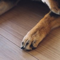 犬が『自分の足を噛んでいる』ときの原因3つ　病院に連れて行くべき？確認したいポイントまで
