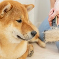 犬のブラッシング『絶対NG行為』5選　逆効果となるケアの仕方や正しいお手入れ方法まで