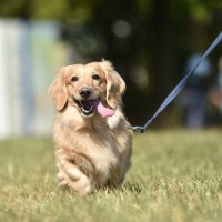 犬の散歩中『絶対にしてはいけないNG行為』4つ　トラブルの原因になりかねない注意点とは