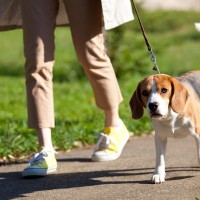 犬との『日中の散歩』危険な時期はいつから？気温が上がり始める季節で注意すべきこと