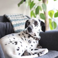 犬の『留守番前』に確認すべき6つのチェック項目　命に関わるトラブルや事故が起こる前に対策すべきこと