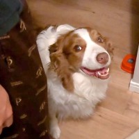 いつも1番に寝室に行く犬→階段の下で動かないので心配していると…可愛すぎる『まさかの理由』に悶絶「まさにお姫様」「甘え上手」と34万再生