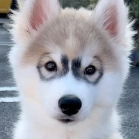 『メガネを掛けているような模様』を持つ赤ちゃんハスキー犬→成長すると…可愛すぎる『現在の姿』が114万再生「コンタクトに変えた？ｗ」と絶賛