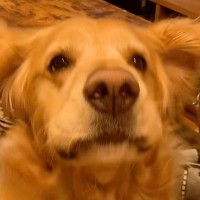 元気よく返事ができる大型犬→色々な質問をした結果…完全に言葉を理解している『可愛い様子』に「質問がいい」「もっといいね押したい」の声