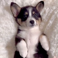 クッションに乗る生後３ヶ月の赤ちゃん犬→たった５ヶ月後…驚きが隠せない『見事な成長っぷり』に「幸せな大きさ」「どっちも可愛い」の声