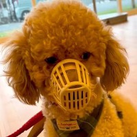 大好きな家族との死別で保護された犬→122日後…当時では考えられなかった『泣ける瞬間』が67万再生「うるうるした」「素敵すぎる」と感動