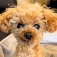 耳が遠い15歳の老犬に『お散歩行く？』と聞いた結果…尊すぎる『言葉が届いた瞬間の反応』が３万再生「一生懸命聞いてるの愛おしい」と絶賛の声