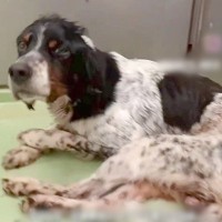 交通事故に遭い『下半身が動かない保護犬』が…３ヶ月後→努力し続けた『涙が止まらない結末』が23万再生「生きる力ってすごい」「幸せに」