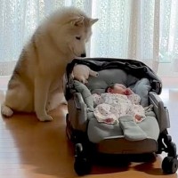 カートの赤ちゃんを見守っていた大型犬→誰も居ない時に…こっそりしていた『衝撃的な行動』が276万再生「オチｗ」「我慢してたのねｗ」と爆笑