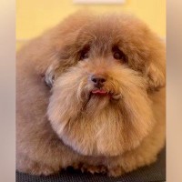 『超モフモフな犬を洗った』結果→なぜそうなった…？おじいちゃんにしか見えない『衝撃の変化』が547万再生「頭にタオル置きたいｗ」と爆笑