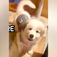 『子犬の概念ぶっ壊れた』あどけない顔をした超大型犬の赤ちゃん→たった４ヶ月で…衝撃的な『ビフォーアフター』に「こんな大きいの！？」の声