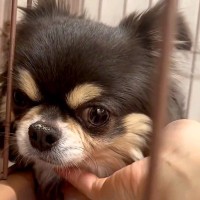 『私はどうしてここにいるの？』人を怖がる元繁殖犬…保護当時では考えられない『涙が出る光景』が18万再生の反響「幸せに」「おめでとう」の声