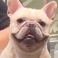 トリミング中の犬→隠れて覗き見をした結果…想定外だったポーズと愛おしい光景が14万再生「笑ったｗ」「たまらない可愛さ」と絶賛の声