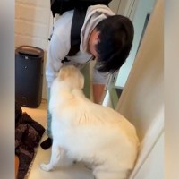 出張で１週間も帰ってこなかったパパ→大型犬が再会を果たした瞬間…一味違った『熱烈なお出迎え』が12万再生「嬉しさ爆発」「疲れ吹っ飛ぶ」