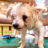 『70匹の多頭飼育崩壊』からボサボサの犬を保護→震えが止まらずに…表情が全く違う『現在の様子』に涙「感動した」「本当にありがとう」の声