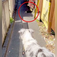 犬の散歩で細い道に入ったら、真ん中に『天敵の野良猫』がいて…葛藤する光景と『飼い主とのやり取り』が198万再生「平和的解決ｗ」「賢い」