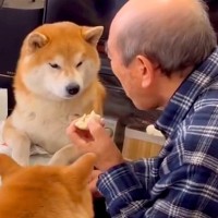 おやつを食べるおじいちゃん→2頭の犬がガン見して…まさかの『圧をかけて騙そうとする光景』と結末が37万再生「いけると思ったんかｗ」の声
