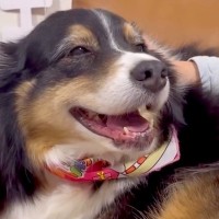 男の子が『生まれてきてくれてありがとう』と大型犬に伝えたら、次の瞬間…泣けてくるほど『尊い光景』が226万再生「愛が詰まってる」と反響