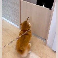 『大好きな動物病院のお姉さん』に名前を呼ばれた犬→大興奮して…家族でさえ見たことがない『尊すぎる表情』が237万再生「可愛いｗ」と絶賛