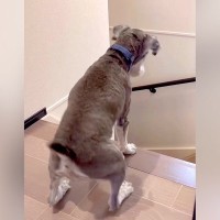 『大好きなおばあちゃんがきた！』と大興奮する犬→違う人だった結果…辛辣すぎる『素直なリアクション』が146万再生「わかりやすくて草」の声