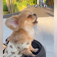『うわうわ』と鳴く犬→いつも鳴き声を聞いていた赤ちゃんが…見習って見せた『まさかのお喋り』が168万再生「思わず吹いたｗ」「可愛い」