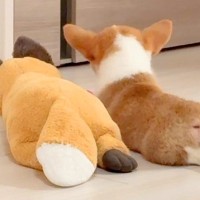 ぬいぐるみと一緒に床で寝そべる赤ちゃん犬を隠し撮り→後ろ姿が…想像以上だった『そっくりすぎる光景』に「短足クロスたまらん」「可愛い」の声