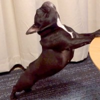 毎日ストレッチを欠かさない犬→まるで『ヨガの先生のような行動』に絶賛の声「生徒になれますか？」「美しい…レッスン希望です」と4万再生