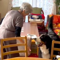 『おばあちゃんと超大型犬』が一緒に暮らしたら…まさに『最高の相棒』と言える尊い光景に「おばあちゃんの訛りも可愛い」「最高やん」の声