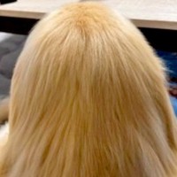 『美しい金髪のサラサラヘアー』と思いきや…人間にしか見えない『まさかの正体』が34万再生「シャンプーのCMで草」「毛並み最高ｗ」と爆笑