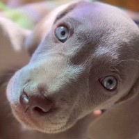 『甘えていいのかな？』真っ直ぐ見つめてくる大型犬の赤ちゃん…1年後→現在の『心を通わせる光景』が14万再生「愛おしすぎる」「純真無垢」