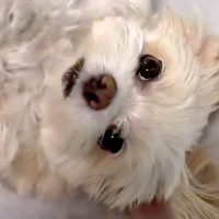 甘えてきた潔癖症な犬に『チュウしていい？』と聞いた結果…想定以上に辛辣な『まさかの反応』が42万再生「塩対応すぎｗｗ」「逃走してて草」