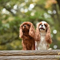 『初心者が飼いやすい』犬種5選　しつけがしやすいワンコの特徴や注意点まで解説