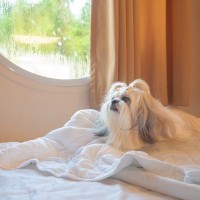 犬はペットホテルで過ごすとき、どんなストレスがかかる？預け先の選び方から不安を軽減するための対策まで