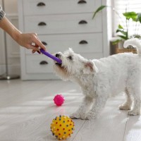 犬の『執着心』が強いと起こる問題3つ　こだわりをみせる理由から適切な対処法まで